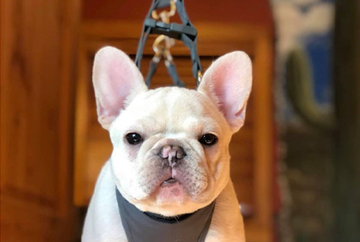 Dog Lift Harness vs. Traditional  Harness: What’s the Difference?