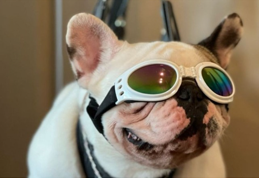 How to Properly Fit and Use a  Dog Lift Harness: Expert Tips