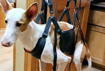 5 Signs Your Dog Needs a Lift  Harness and How It Can Help